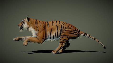 Tiger Buy Royalty Free 3d Model By Artstevenz 3dcoast Fc8cc2a