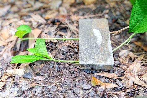 Susan park cole sent us the picture to the right demonstrating that it is possible to root hydrangeas in water. 3 Easy Ways to Propagate Hydrangeas | Propagating ...