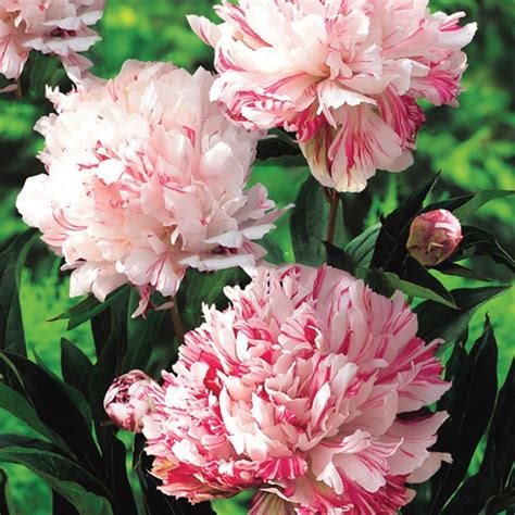 Best Garden Seeds Heirloom Cai Xia White Peony With Red