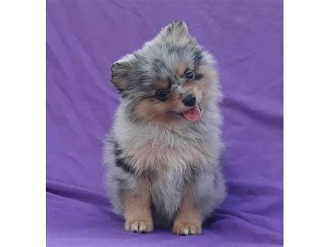 8 Weeks Old Blue Merle Pomeranian Puppy Jacksonville Puppies For Sale