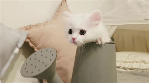 Munchkin Cat Playing Cutest Kitten Kimskennelus Youtube
