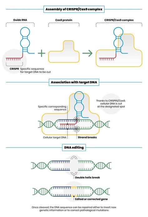 Crisprcas9 The Revolutionary Nobel Winning Genetic Scissors”