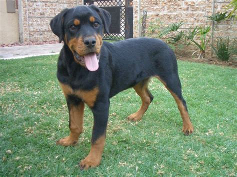 All aspirant rottweiler owners wish to get home german rottweiler pups we are so glad we found cute rottweilers! Cute Puppy Dogs: Rottweiler puppies