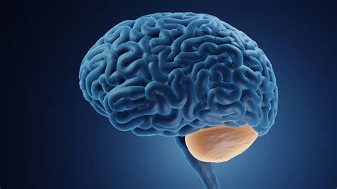 Datos Extra Os Sobre El Cerebro Humano