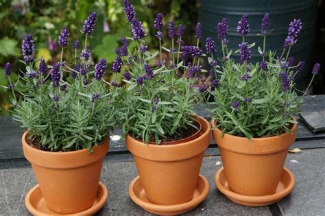 Lavender In Pots Cultivation And Care Plantura