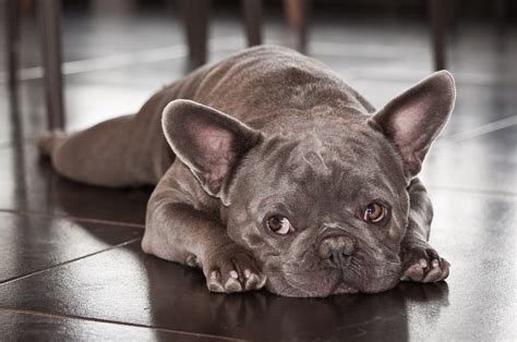Please refer to the breed standard for descriptions and the difference in types. French Bulldog Eye Problems-Why They Occur? — AskFrenchie.com