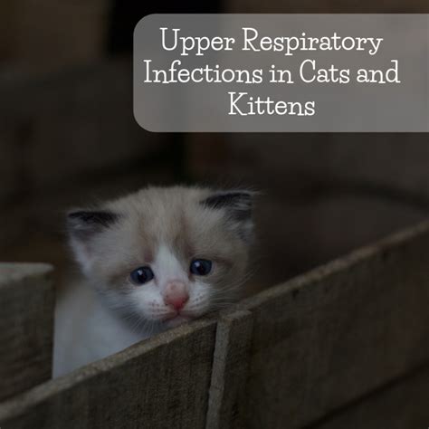 Upper Respiratory Infections In Cats And Kittens Pethelpful