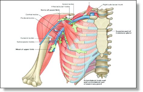 Anatomical Sites Of Axillary Lymph Nodes Download Scientific Diagram