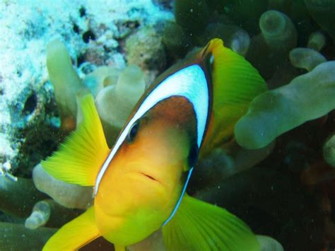 Pm Increased C02 From Climate Change Puts Clownfish In Peril 07072010