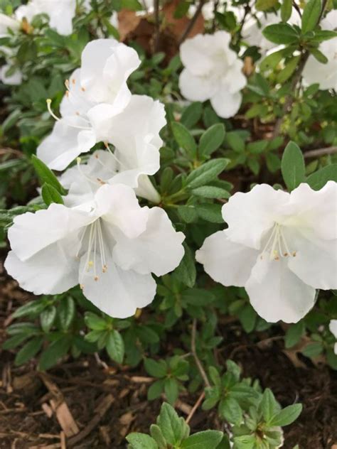 Rhododendron × Rlh1 3p3 Bloom A Thon White White Azalea Semi