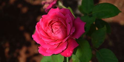Cara Merawat Bunga Mawar Agar Cepat Berbunga Dan Tidak Mudah Layu