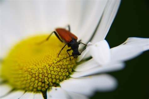 Summer 2015 | iwannameetBobDylan