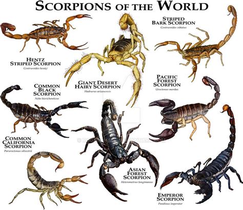 Scorpions Of The World By Rogerdhall Types Of Animals Animals Of The