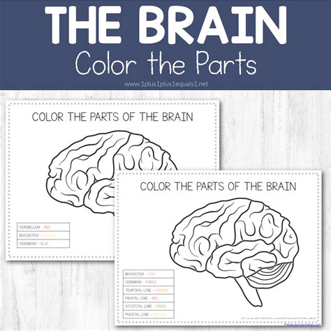 Life Science Printables Parts Of The Brain Worksheets Laptrinhx News