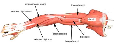 The terms rectus (parallel), transverse (perpendicular), and oblique (at an angle) in muscle names refer to the direction of action: Training Arms - Carolina Bodybuilding