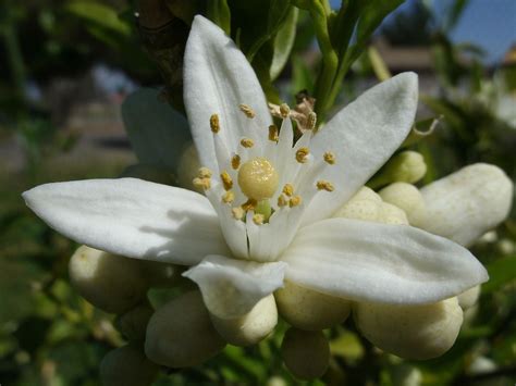 Extracted from the flowers of the bitter orange, neroli stimulates circulation and skin cell regeneration to promote a luminous complexion. File:Orange Blossom.JPG - Wikimedia Commons