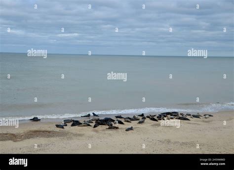 Seals At The Horsey Beach Grey Seal Colony Norfolk England Uk Stock