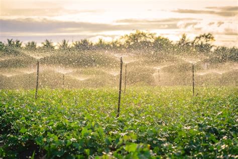 Sistema De Rociadores De Agua Trabajando En Un Huerto Verde Al