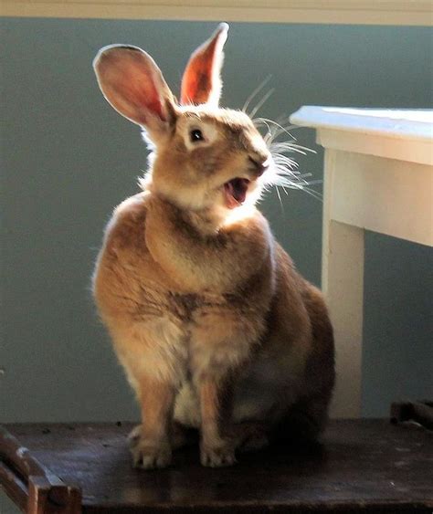 There Is Nothing More Terrifying Than A Bunny Yawning Buzzfeed Mobile