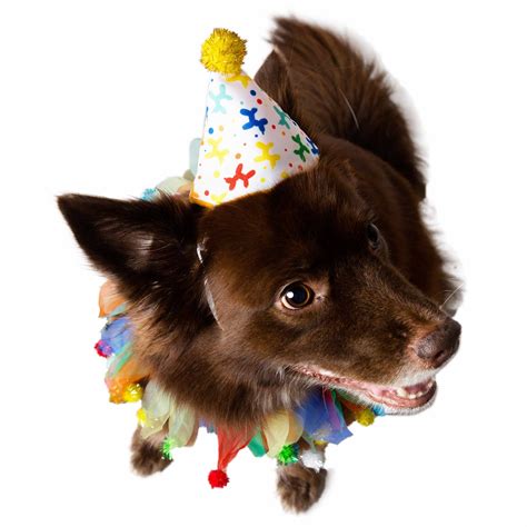 Birthday Celebration Hat And Collar For Dogs Pet Krewe