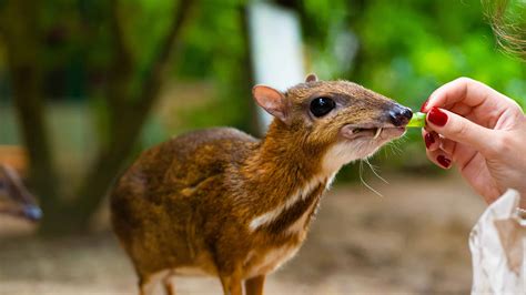 Mouse Deer Chevrotain Pictures Az Animals