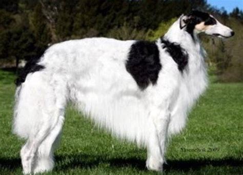 The Top 10 Ugliest Dog Breeds In The World Pethelpful