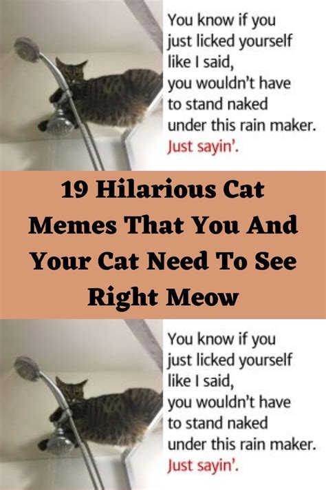 Hilarious Cat Memes That You And Your Cat Need To See Right Meow In Cat Memes Right
