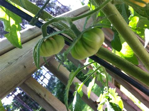 Grow Heirloom Tomatoes Today Taste Better And You Can Save The Seeds