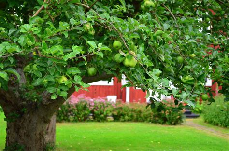 Apple Garden | Apple garden | vishwanath | Flickr
