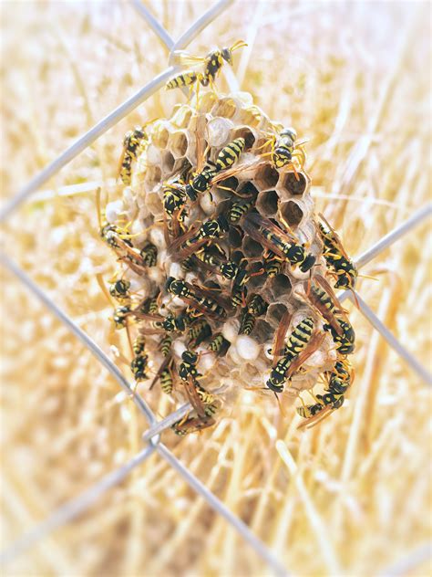 Maybe you would like to learn more about one of these? What To Do When You Find a Wasp Nest? - Apple Pest Control