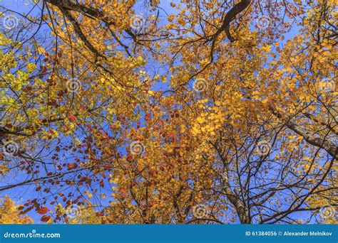 Autumn Leaves Against The Blue Sky Stock Photo Image Of Lush Park
