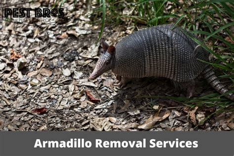Choosing Professional Armadillo Removal Services What To Look For