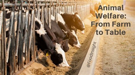 All About Animal Welfare From Farm To Fork Food Insight