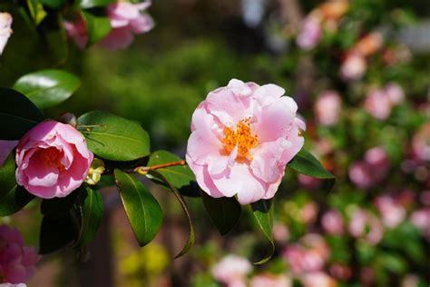 20 Pink Camellia Varieties To Plant For A Gorgeous Garden Display