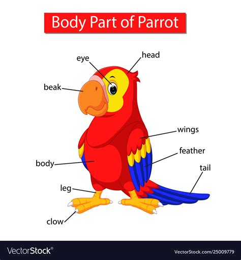Human body internal parts such as the lungs, heart, and brain, are enclosed within the skeletal system and are housed within the different internal body cavities. Diagram showing body part parrot Royalty Free Vector Image