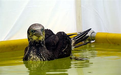 On The Mend First Gulf Oiled Bird Floating Clean International Bird