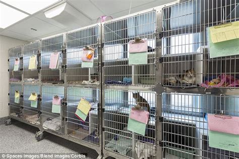 Documents Show Peta Killed Nearly 2000 Shelter Animals In 2013 Daily