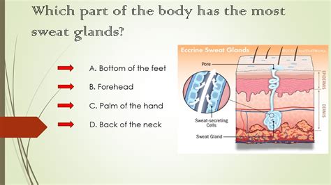 Which Part Of The Body Has The Most Sweat Glands Youtube