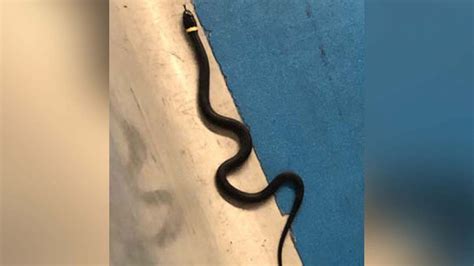 Snake Almost On A Plane As Traveler Leaves Behind Reptile At Tsa
