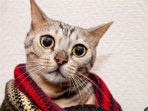 These Cats With Extremely Big Eyes Will Melt Quizzclub