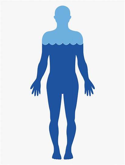 Human Body Water Transparent Clipart Clipartkey