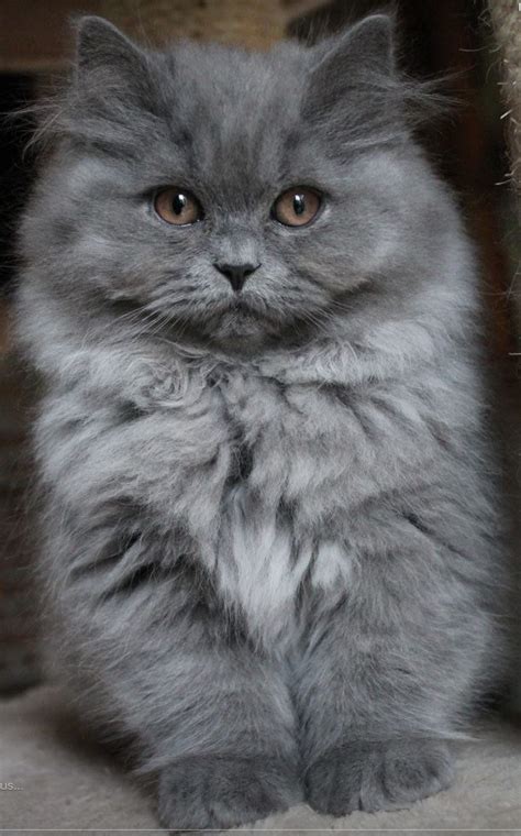 Fluffy Cat Breeds Grey Cat Meme Stock Pictures And Photos