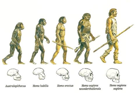 Evolucionismo Evolução do ser humano Evolução humana