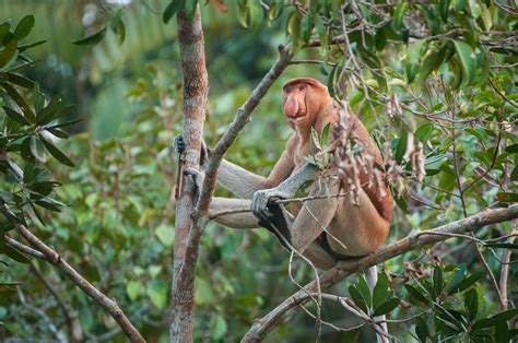 Male Proboscis Monkey Sean Crane Photography