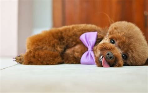 Poodle In A Purple Bowle Poddle Animals Dogs Dog Animal Hd