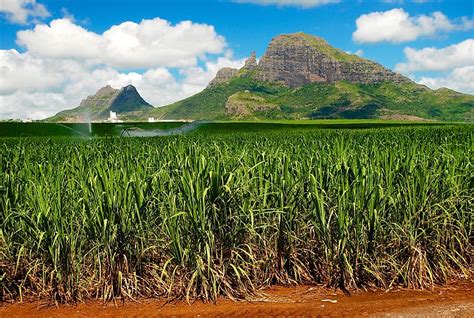 10 Interesting Facts About Mauritius Worldatlas