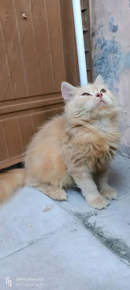 Kucing Persia Peaknose Flatnose Kitten Jantan Gimbul Hewan Peliharaan