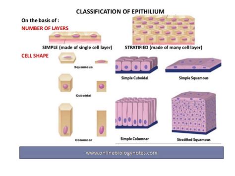 Epithelial Tissue Types Chart
