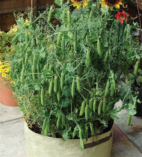 17 Best Climbing And Vining Vegetables For Containers You Can Grow