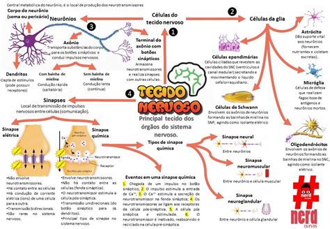 Mapa Mental Tecido Conjuntivo E Tecido Nervoso Histologia I Images